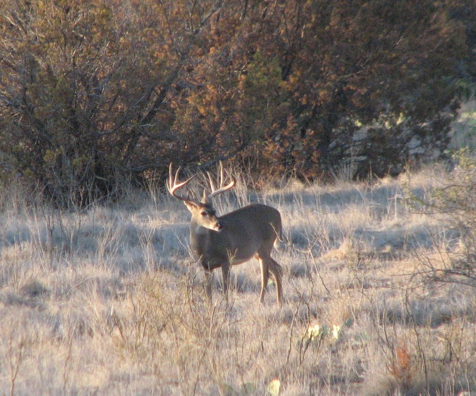 Whitetail - Harris End Of The Trail Ranch