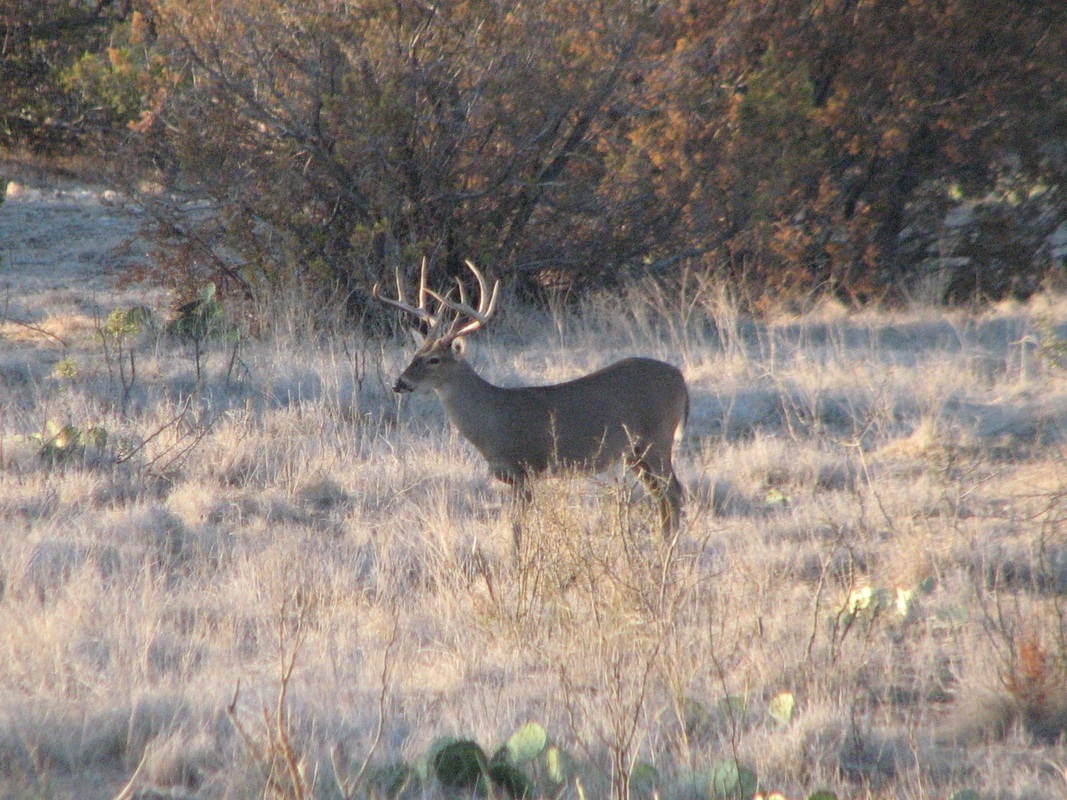 Whitetail - Harris End Of The Trail Ranch
